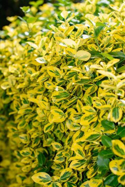 Euonymus Fortei Emerald ve Gold Almanya 'da bir avluda yetişiyor.