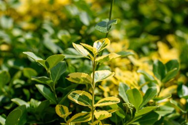 Euonymus fortunei Emerald and Gold grows in a courtyard in Germany clipart