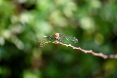 Dragonfly sits on a branch. Macro photo of a dragonfly clipart