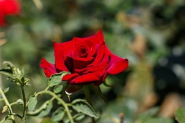 Bahçedeki gül solmuş.