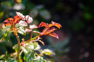 Bahçedeki gül solmuş.