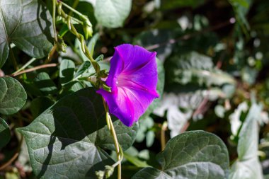 Bahçede güzel bir sabah çiçeği yetişti. Mor çiçek.