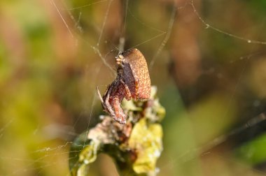 Macro photo of Cyrtophora unicolor spider in Thailand clipart