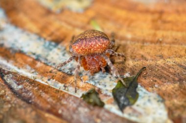 Macro photo of Cyrtophora unicolor spider in Thailand clipart