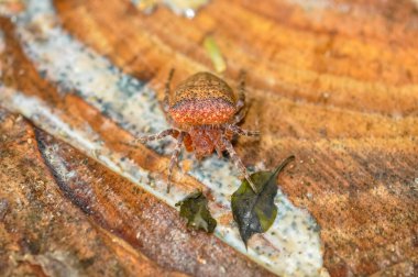 Tayland 'da tek renkli Cyrtophora örümceğinin makro fotoğrafı