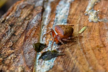 Tayland 'da tek renkli Cyrtophora örümceğinin makro fotoğrafı