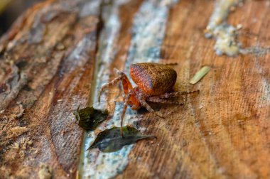 Tayland 'da tek renkli Cyrtophora örümceğinin makro fotoğrafı