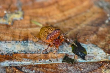Tayland 'da tek renkli Cyrtophora örümceğinin makro fotoğrafı