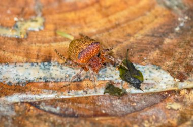 Tayland 'da tek renkli Cyrtophora örümceğinin makro fotoğrafı