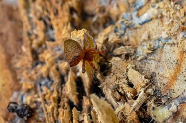 Tayland 'da tek renkli Cyrtophora örümceğinin makro fotoğrafı