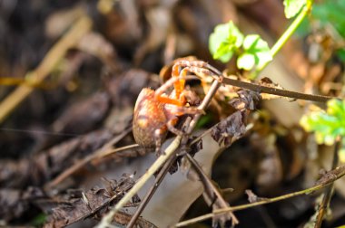 Macro photo of Cyrtophora unicolor spider in Thailand clipart