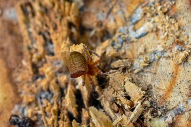 Tayland 'da tek renkli Cyrtophora örümceğinin makro fotoğrafı