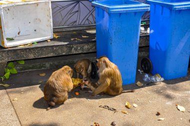 Tayland caddesindeki Macaklar. Maymunların fotoğrafı