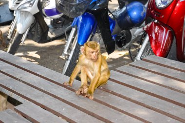 Tayland caddesindeki Macaklar. Maymunların fotoğrafı