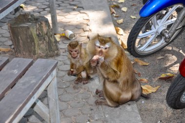 Tayland caddesindeki Macaklar. Maymunların fotoğrafı