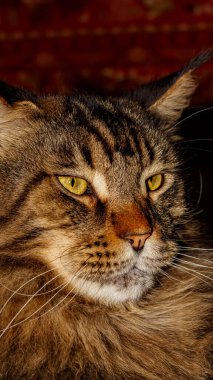 Fedor adında bir Maine Rakun kedisinin portresi