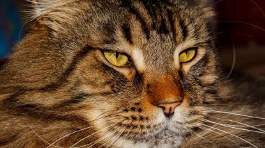 Fedor adında bir Maine Rakun kedisinin portresi