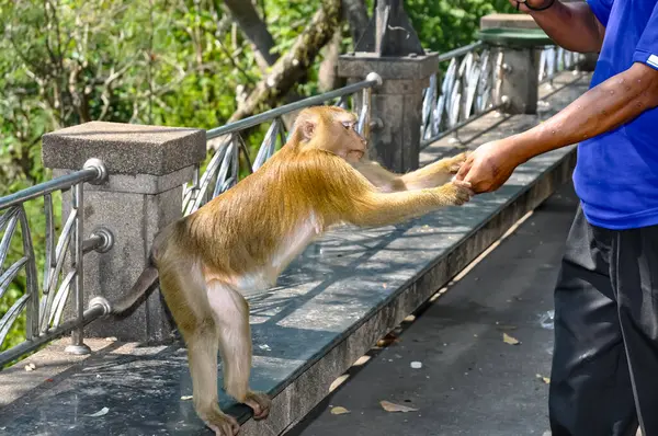 Tayland caddesindeki Macaklar. Maymunların fotoğrafı