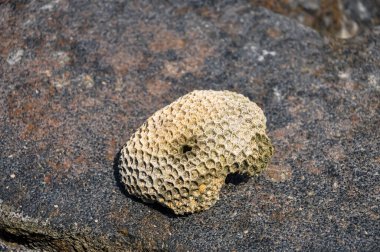 Phuket adasında okyanus kıyısı