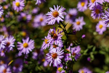 Sonbaharın ortasında Aster papatyası. Mor çiçek arıları çeker..