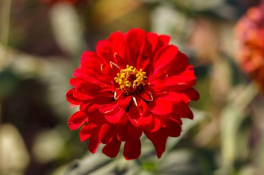 Zinnia ya da Zenia avluda. Güzel bir çiçeğin Macro fotoğrafı..