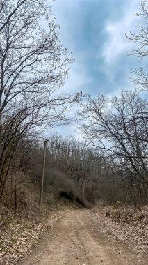 Kharkiv bölgesindeki sonbahar ormanlarından geçen yol