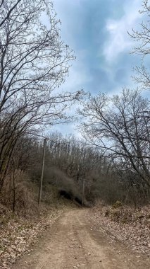 Kharkiv bölgesindeki sonbahar ormanlarından geçen yol