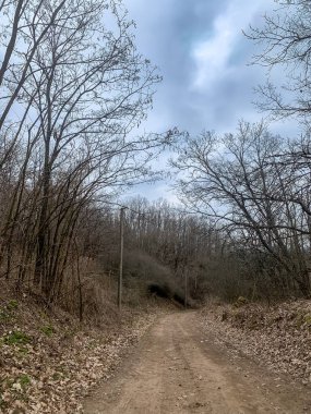 Kharkiv bölgesindeki sonbahar ormanlarından geçen yol