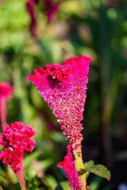 Celosia Cristata bahçede yetişiyor..