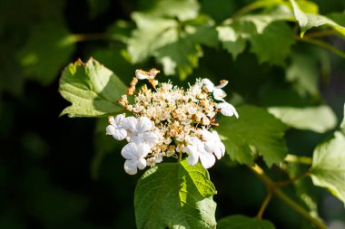 Çiçeklenmenin başlangıcında Viburum tomurcukları