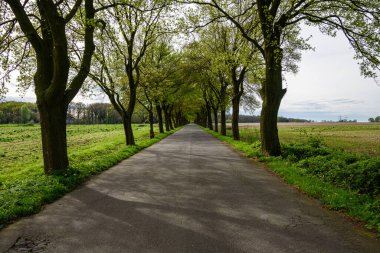 Almanya 'da ormandan geçen yol.