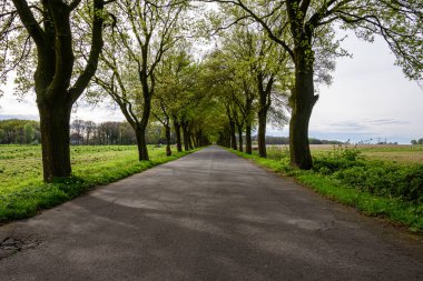 Almanya 'da ormandan geçen yol.