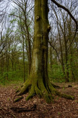 Almanya 'da ormandan geçen yol.