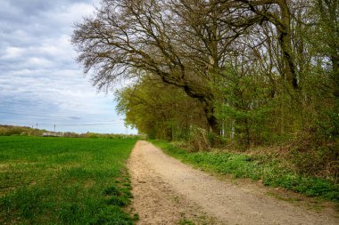Almanya 'da ormandan geçen yol.