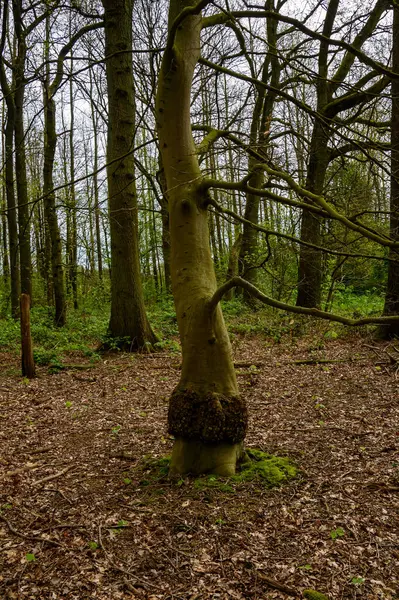 Almanya 'da ormandan geçen yol.