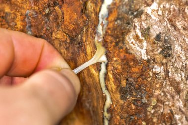 Ağaç kabuğunda beyaz lastik reçine.