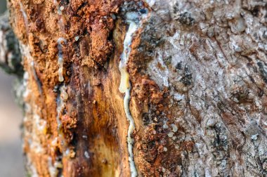 Ağaç kabuğunda beyaz lastik reçine.
