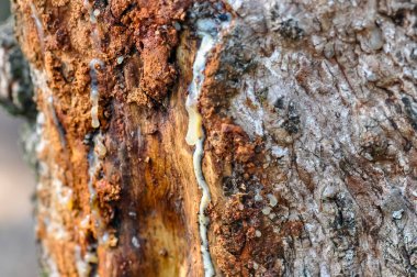 White rubber resin on tree bark. clipart