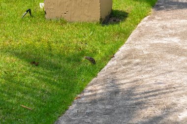 The monitor lizard is hiding in the grass. The monitor lizard's head is peeking out from the grass. clipart