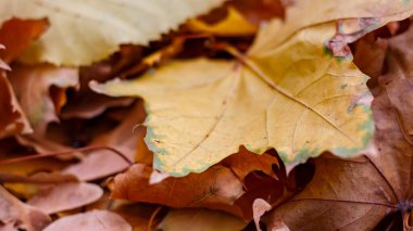 Sonbahar sarı akçaağaç yaprakları Kasım 'da.