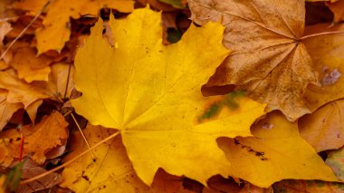 Sonbahar sarı akçaağaç yaprakları Kasım 'da.