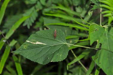 A grasshopper sits on a green leaf clipart