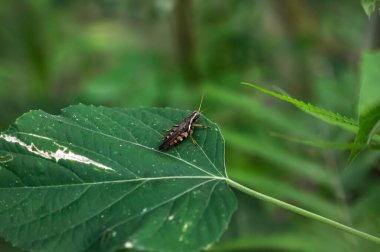 A grasshopper sits on a green leaf clipart