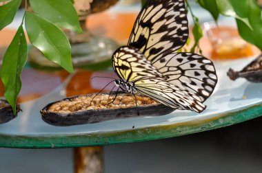 Güzel kelebek Tayland 'da buluştu