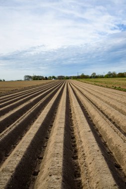 Almanya 'nın banliyölerindeki bahar tarlası