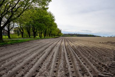 Almanya 'nın banliyölerindeki bahar tarlası