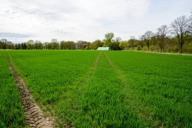 Almanya 'nın banliyölerindeki bahar tarlası
