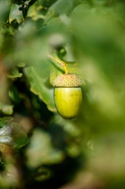 Meşe dalında yeşil palamut