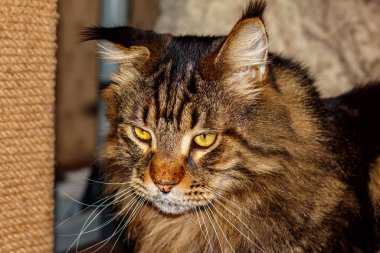 Üzgün bir Maine Rakunu 'nun portresi