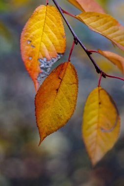 Harkov sokaklarında sonbahar yaprakları